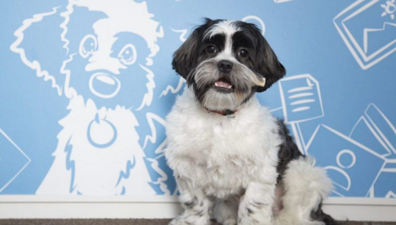 Honden op kantoor