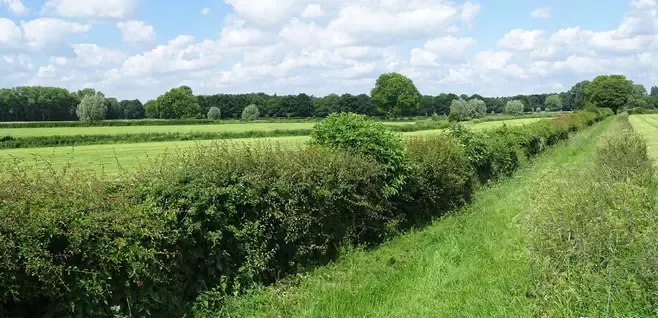 Heggenlandschap omgeving Gietelo (IJssellandschap)a-3000x1739
