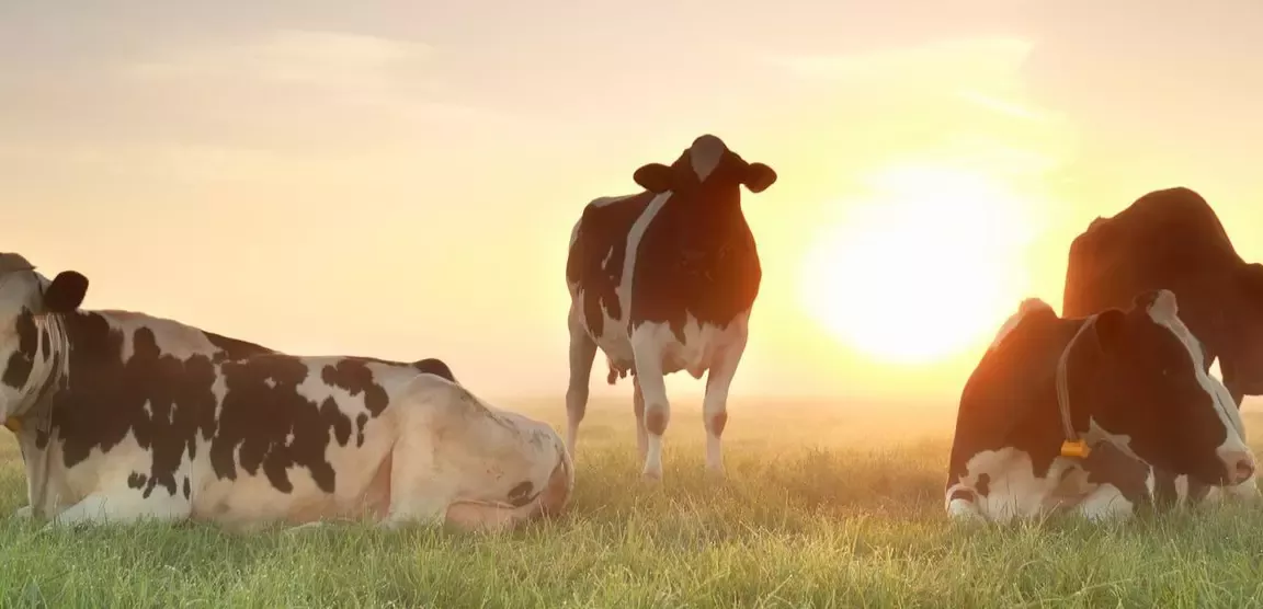 Vreugenhil koeien met zonsopgang