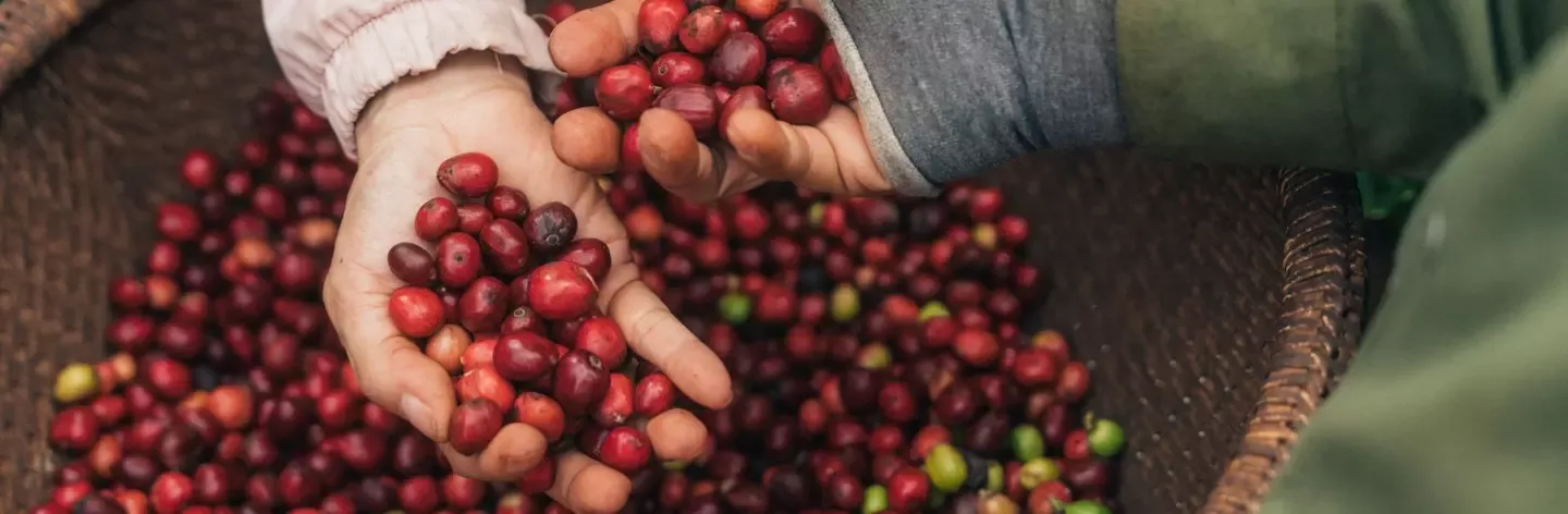 Nescafé koffiebonen