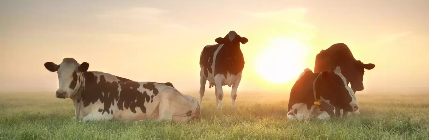 Vreugenhil koeien met zonsopgang