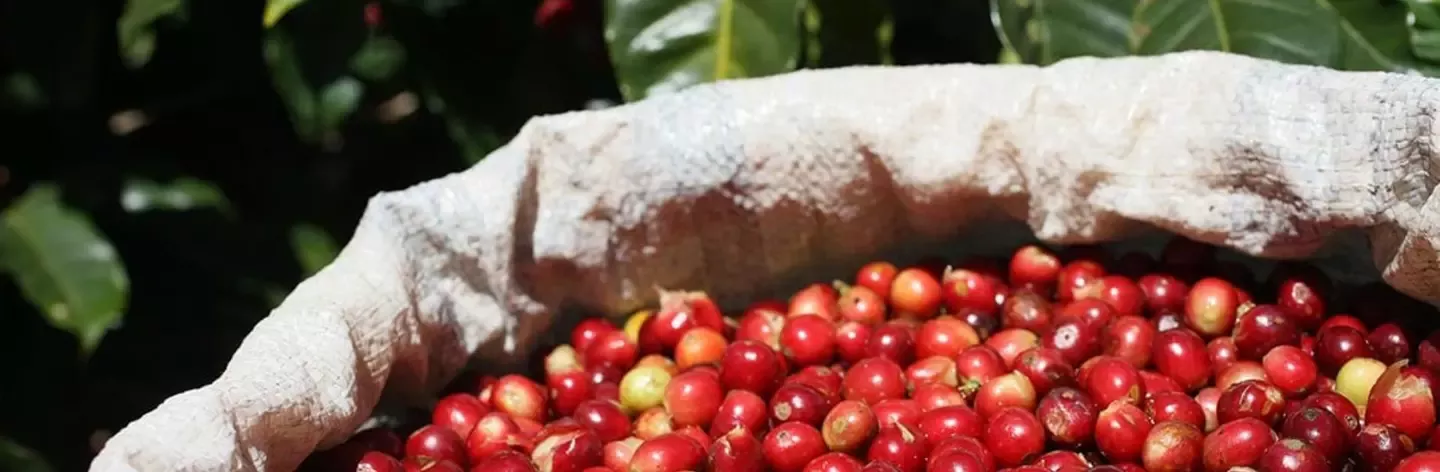 Coffee packaging