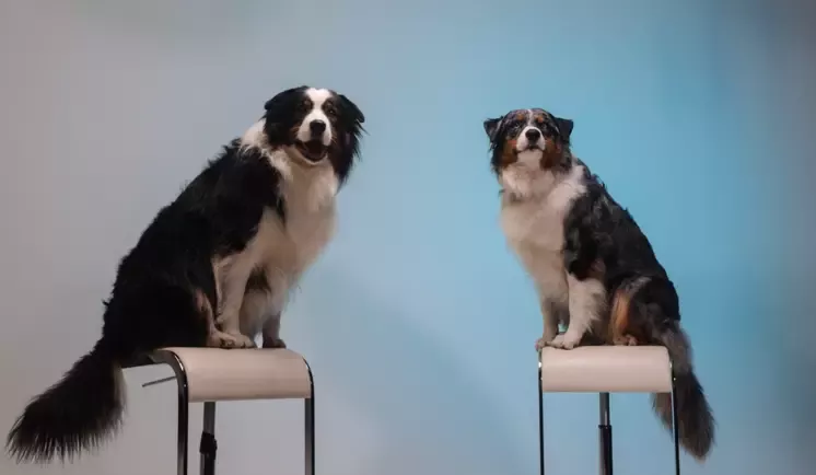 PET Talk in gesprek