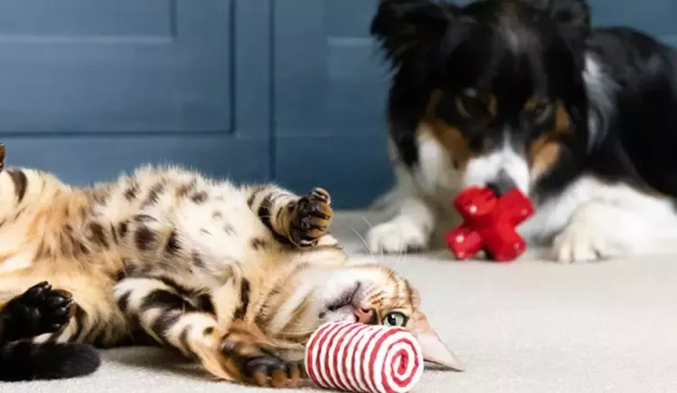 Spelende hond en kat