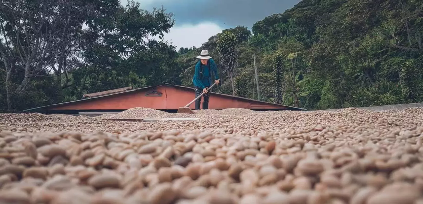 Sustainability coffee improving wide
