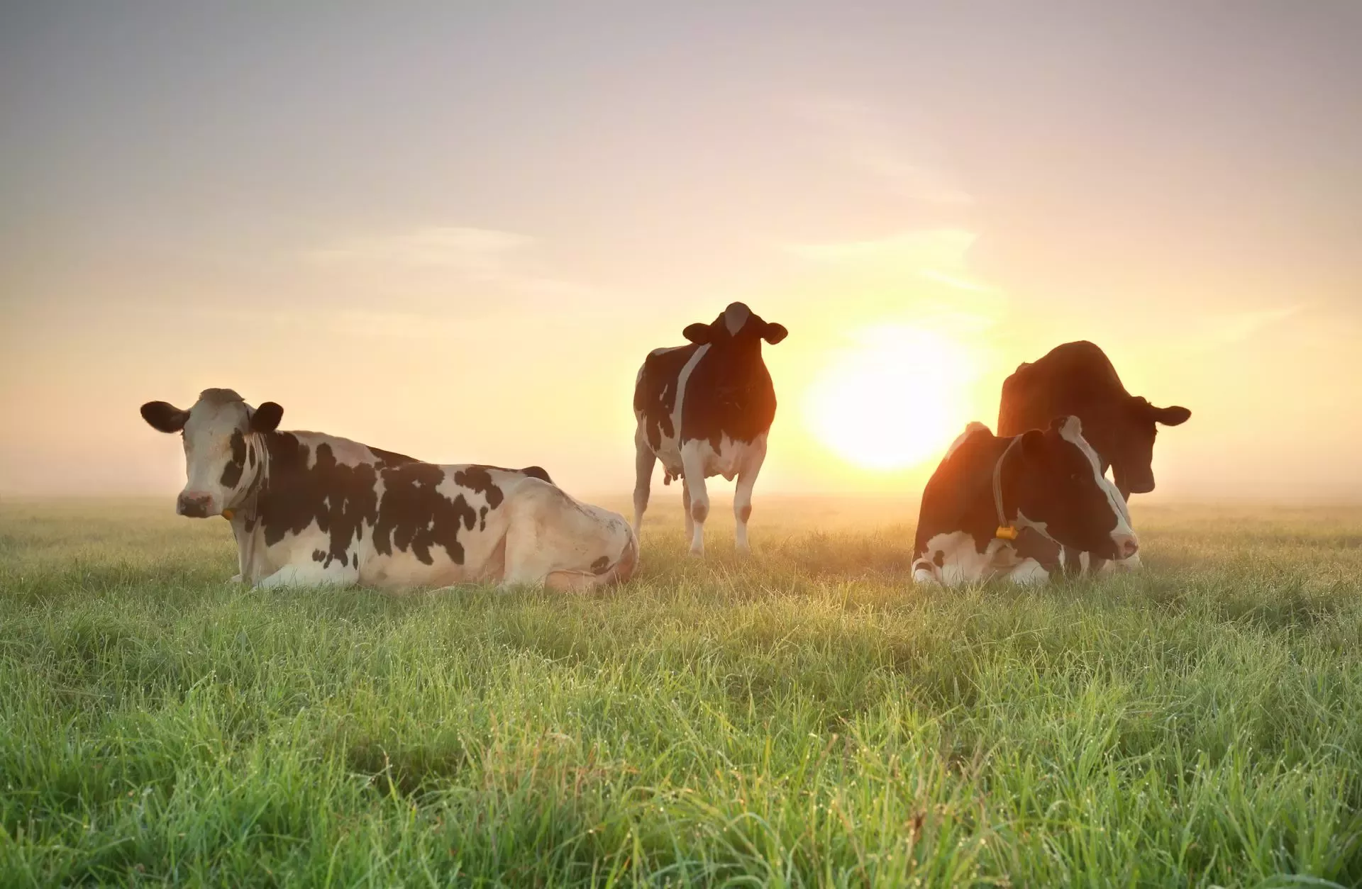 Vreugdenhil koeien bij zonsopgang