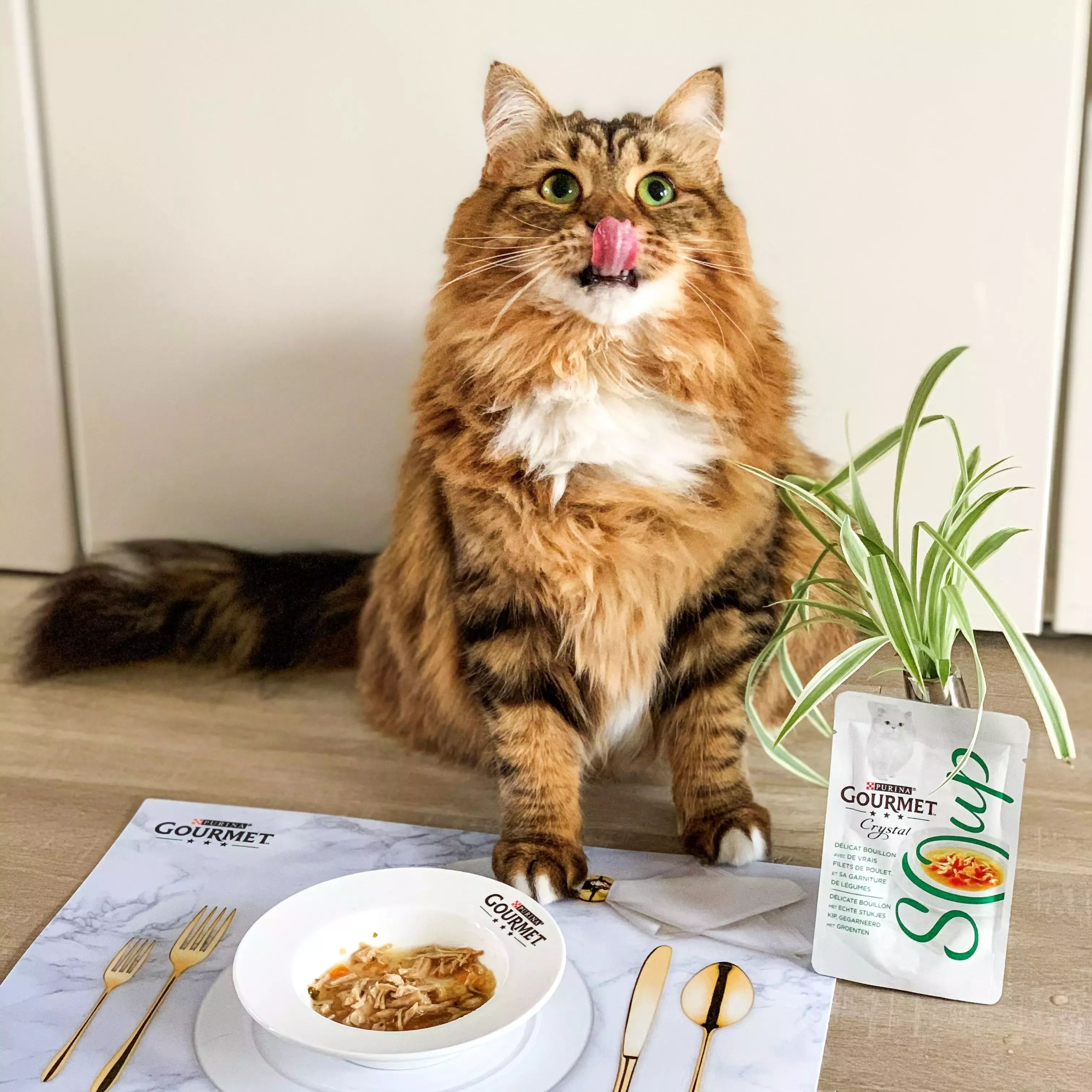 Catfluencer Bailey