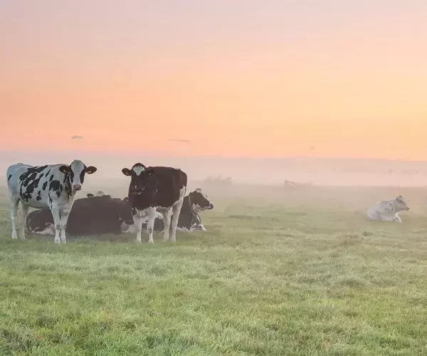 cow nestle