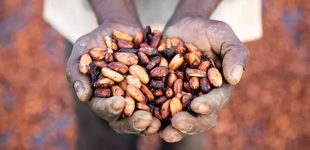 Regeneration beans