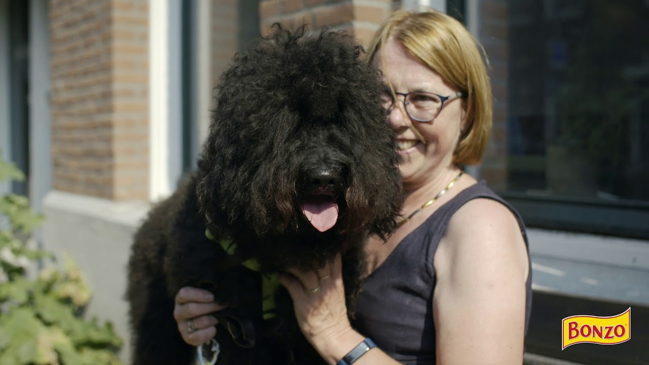 Ode aan Nederlandse honden